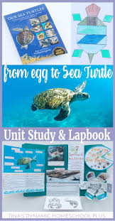 Marine Biology Science Fair Projects From Egg To Sea Turtle Nature Unit Study Lapbook Science Activities For Kids Science Activities The Unit