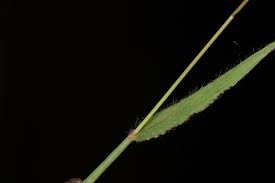 Image result for Digitaria abyssinica