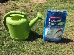 Why put epsom salts on plants? Epsom Salt For Plants How To Use Epsom Salt In The Garden And Why