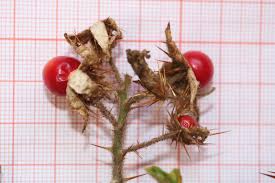 Image result for Solanum sisymbriifolium