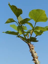 Image result for Fuirena stricta