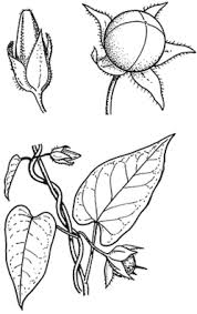 Image result for Ipomoea plebeia