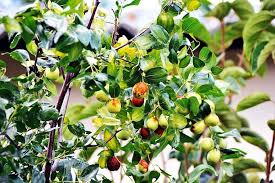 Image result for Ziziphus mauritiana
