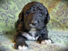 F1b labradoodle puppies who come from health tested clear lines and their parents and grandparents were raised here as well. Hypoallergenic Labradoodle Puppies Free Delivery For Sale In Evansville Indiana Classified Americanlisted Com