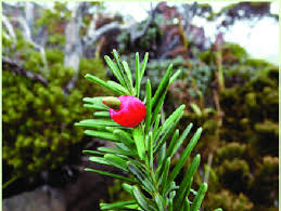 Image result for Podocarpaceae