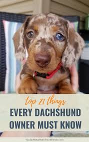 However, he is now said to be 'very grateful' after a charity swooped in to offer them temporary. 21 Things About Dachshunds Every Owner Should Know