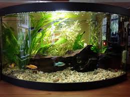 Are your fish tank and bedroom a crib for fish? 10 Gal Community Tank Reddit Com U Dylwil Aquarium Fish Tank Fish Tank Aquarium Fish
