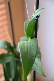 Image result for puklice na orchideích obrázek