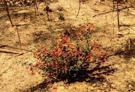 Image result for Kalaharia uncinata