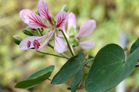 Image result for Dichaetanthera corymbosa