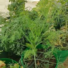 Image result for Anethum