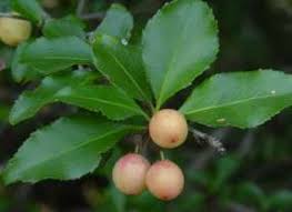 Image result for Gymnosporia