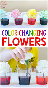 We live in a colorful world! Color Changing Flowers Science Experiment