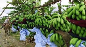 Harga bawang merah terbaru di pasaran indonesia bulan ini juga terbilang cukup stabil dan semoga saja melonjak terlalu jauh. Ramadan Harga Pisang Naik Hingga 75 Okezone Economy