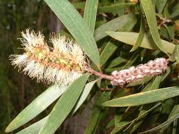 Image result for Melaleuca quinquenervia