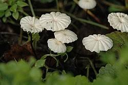 Image result for Marasmius rotula