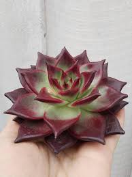 Echeveria Agavoides Rubin Wine Red Color Korean Rare Succulent Cactos E Suculentas Cactos Suculentas