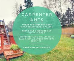Above all termite & pest control. Pest Control Company In Alaska Pest Inspection Service