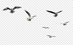 #pamelarivas #animals #birds #pets bird #birds flying #birds fly #love #animal free #sky #film #films #vintage #afternoon #cuni #tarragona #pretty #outdoors #concrete #free #art #design #illustrations. Flying Png Images Pngegg