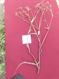 Image result for Linderniella gracilis