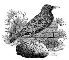 Starling Bewick 1600 Jpg 1600 1405 Starling Bird Drawings Birds