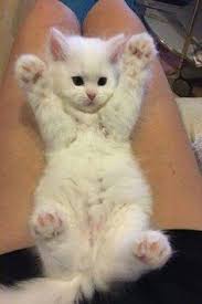 Cat Save River Drow Cats Cat Pet Cute Kittens Cutest Cute Cats Cute Baby Animals