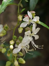 Image result for Clerodendrum abilioi