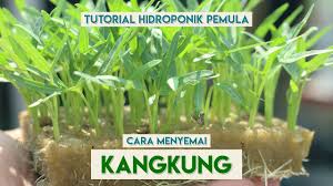 Beli bibit kangkung hidroponik online berkualitas dengan harga murah terbaru 2021 di tokopedia! Cara Menyemai Benih Kangkung Hidroponik Tutorial Hidroponik Pemula Youtube
