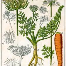 Image result for Physotrichia atropurpurea