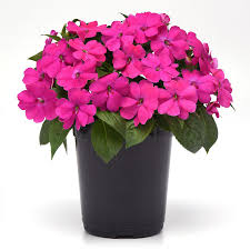 Image result for Impatiens keilii