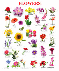 10 Clarifications On Name All Flowers Name All Flowers Http Bit Ly 2zfzazw Flower Images With Name Flowers Name List Indian Flower Names