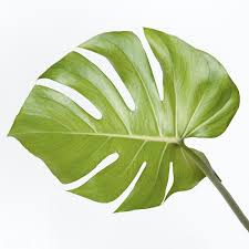 Download Premium Psd Of Monstera Delicosa Plant Leaf On An Off White In 2020 Plant Leaves Plants Monstera