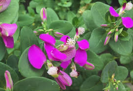 Image result for Polygala petitiana