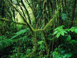 1849 forest hd wallpapers and background images. 73 Rain Forest Background On Wallpapersafari