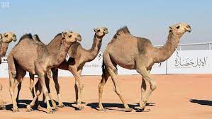 The country is getting its first movie theatres. King Abdul Aziz Camel Festival Kicks Off In Saudi Arabia Al Arabiya English