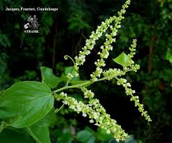 Image result for Gouania