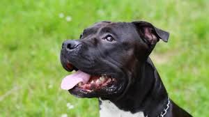 We did not find results for: 199 American Bulldog Stock Videos Royalty Free American Bulldog Footage Depositphotos