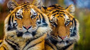 National Park Rantgamore India Bengali Tiger 4k Ultra Hd Wallpaper For Desktop Laptop Tablet Mobile Phones And Tv Tiger Tiger Images Pet Tiger