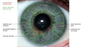 eye iridology surprising findings iris the picture of health