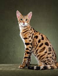 Each savannah cat is priced according to the appearance quality depending on tica standards. Guide To Cat Breeds A Guide To Cat Breeds Marshalls Pet Zone