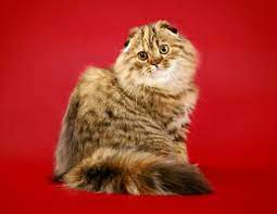 kotik s priplyusnutymi ushami zoo zhivotnye tvarini zver zviri klass klas klass kot koshka koty kote ushki ushi cats animals