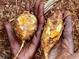 Image result for Coccinia adoensis