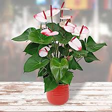 Piante da interno e da esterno, fiori e composizioni | fioreria verdeoro. Anthurium Hotlips Pianta Di Fenicottero Con Fiore Rosa Altezza 35 40 Cm Vaso O 12 Cm Amazon It Giardino E Giardinaggio