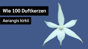 Image result for Aerangis kirkii