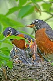 Cottage On Robin Lane Bird Nest Backyard Birds Pet Birds