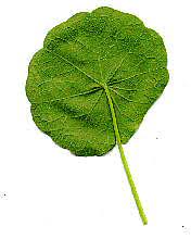 We did not find results for: Lon Capa Botany Online Features Of Flowering Plants Leaf Shapes Simple Leaves