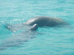 La vaquita marina se encuentra en el mar de cortéz y es el cetáceo mas pequeño del grupo de los cetáceos me fue de gran interés porque es endémica de baja california, es un animal muy amigable. Vaquita Marina Picture Of Visit Sian Ka An Tulum Tripadvisor