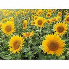 Sketsa bunga matahari tersebut terlihat sangat detail dan nyata menyerupai bentuk aslinya. Harga Bunga Matahari Terbaik Taman Perlengkapan Rumah Juni 2021 Shopee Indonesia