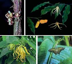 Image result for Erythrococca polyandra