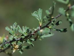 Image result for Polystachya tridentata